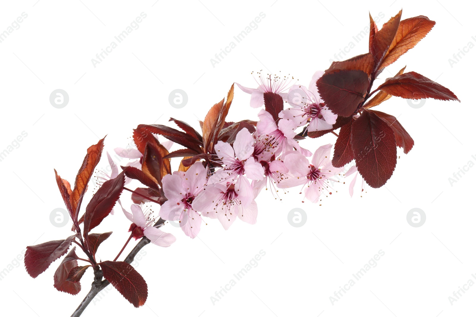 Photo of Spring tree branch with beautiful blossoms isolated on white