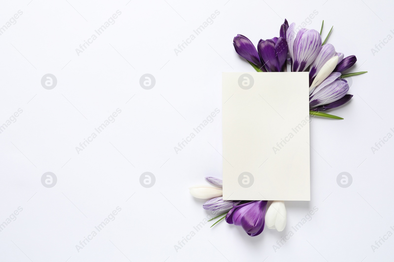Photo of Beautiful spring crocus flowers and card on white background, top view. Space for text