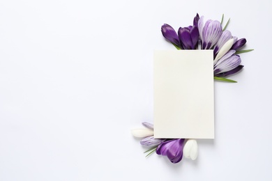 Beautiful spring crocus flowers and card on white background, top view. Space for text