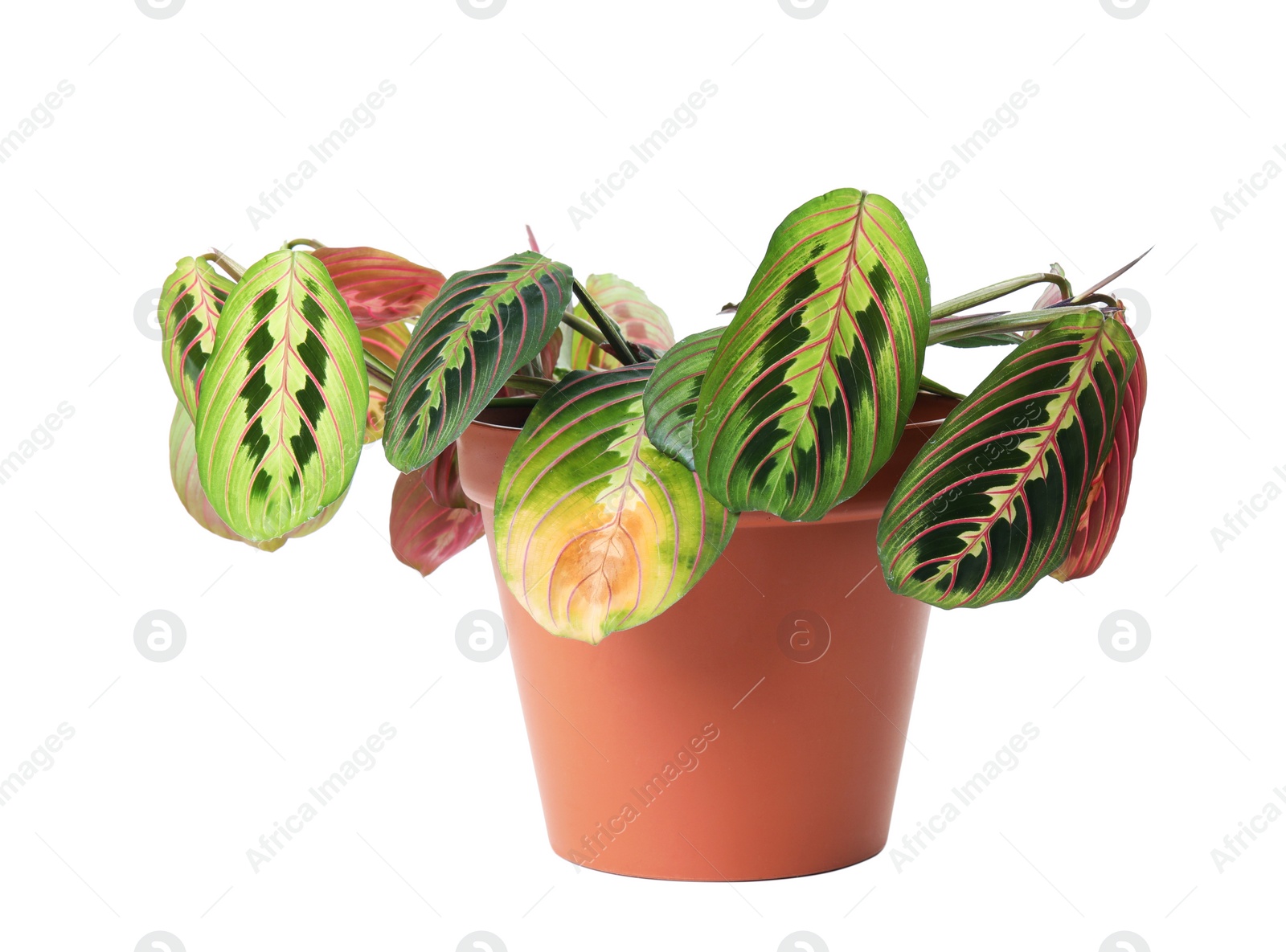 Photo of Potted home plant with leaf blight disease on white background