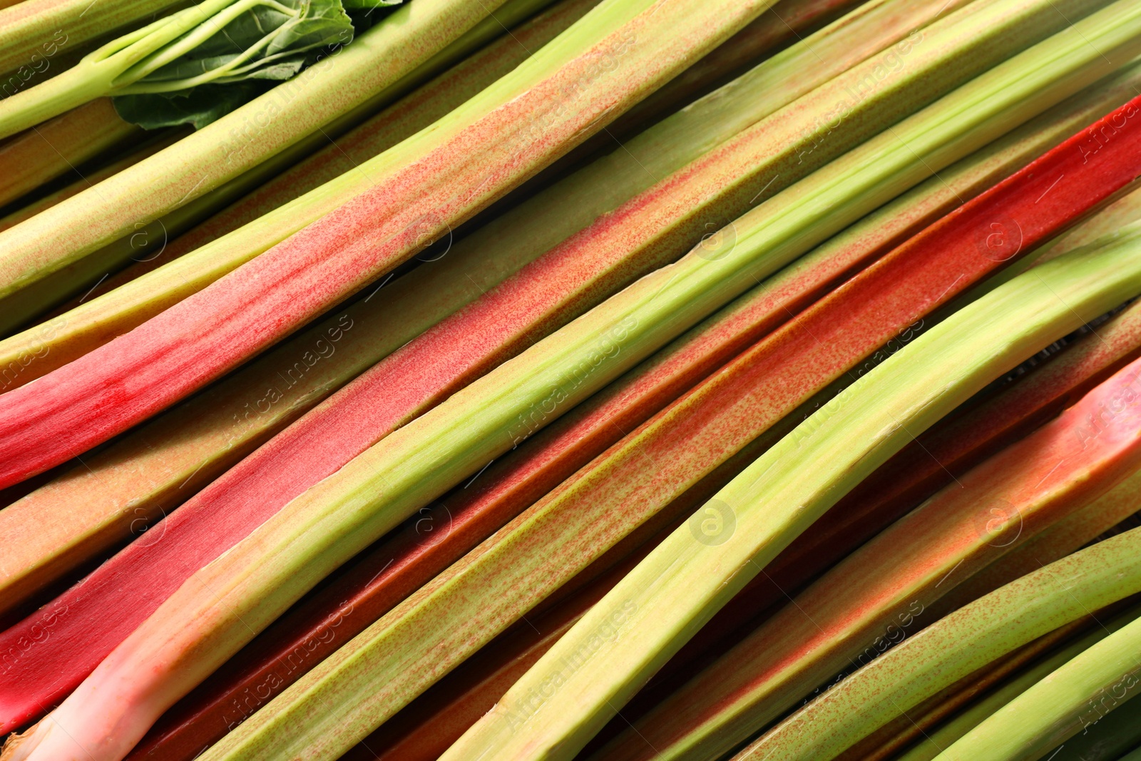 Photo of Many ripe rhubarb stalks as background, closeup