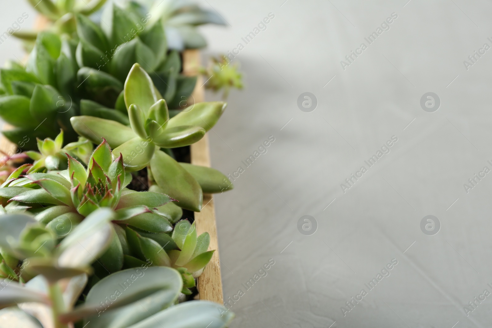 Photo of Closeup view of many different echeverias in wooden tray on light grey background, space for text. Succulent plants
