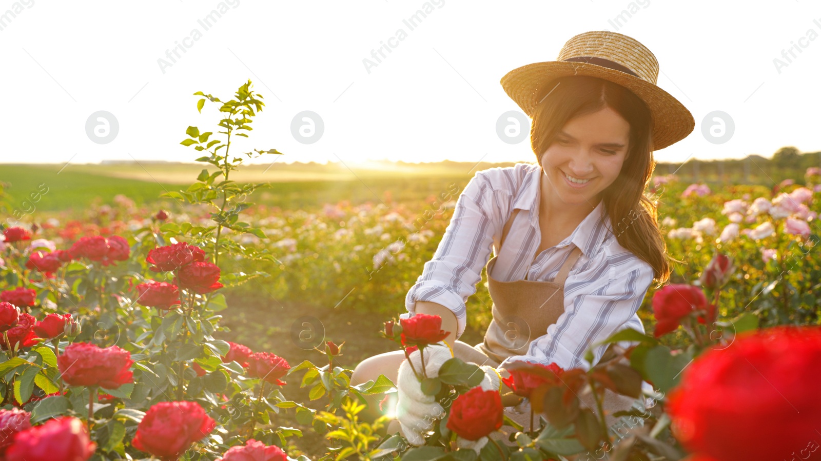 Photo of Woman near rose bushes in garden on sunny day