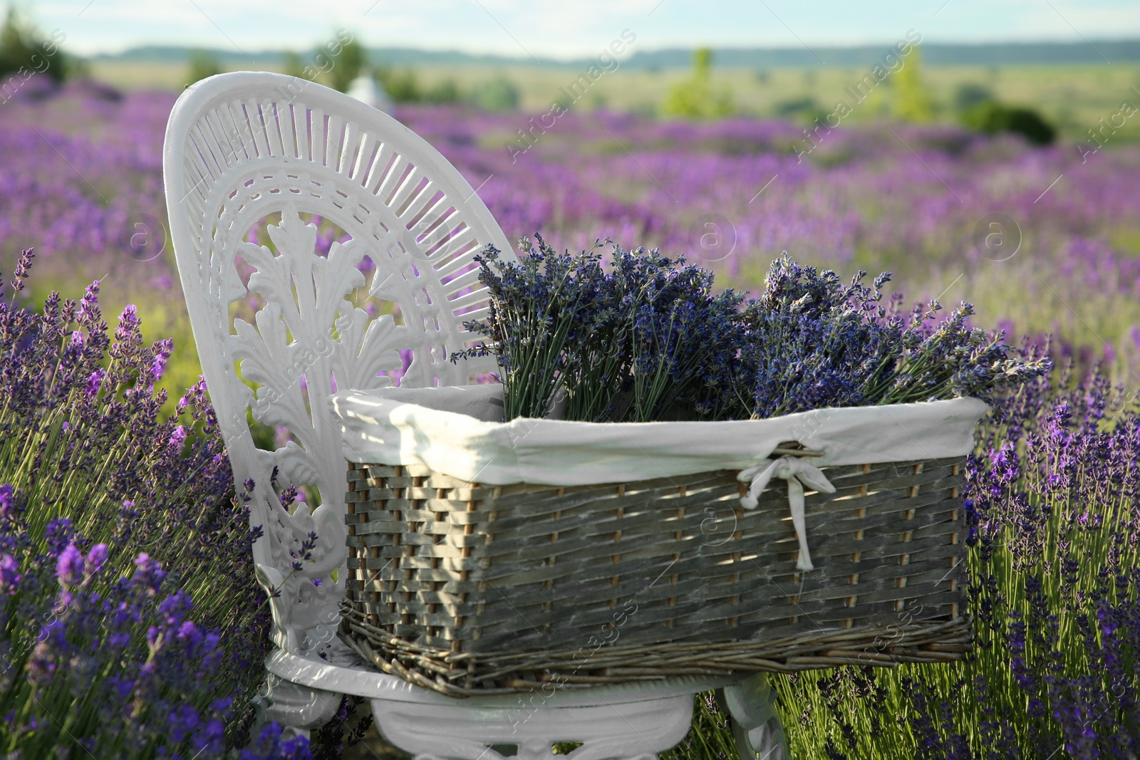 Photo of Wicker box with beautiful lavender flowers on chair in field outdoors