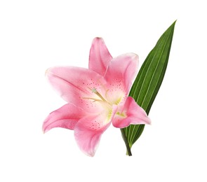 Beautiful pink lily flower isolated on white