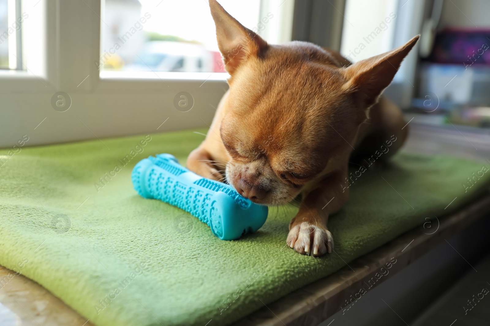 Photo of Cute small chihuahua dog with toy on window sill