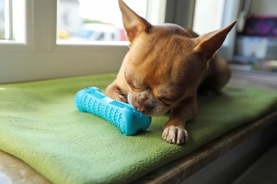 Photo of Cute small chihuahua dog with toy on window sill