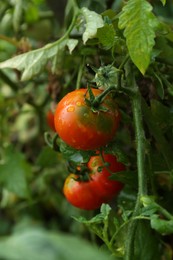 Photo of Closeup view of ripening tomatoes in garden
