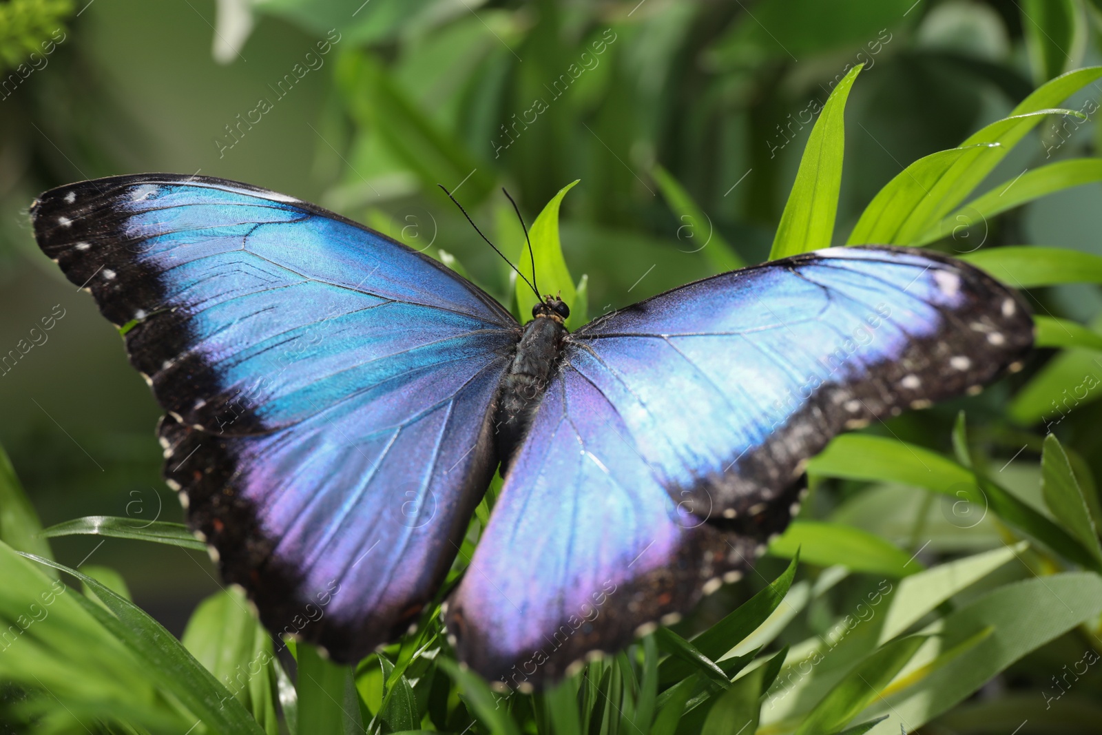 Photo of Beautiful common morpho butterfly on green plant in garden