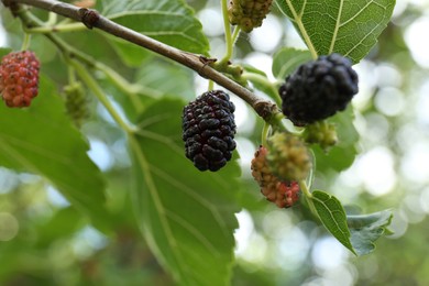 Photo of Branch with ripe and unripe mulberries in garden, closeup