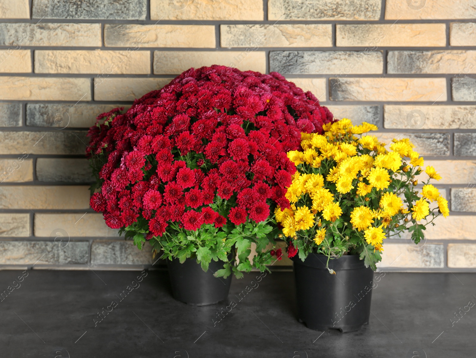 Photo of Beautiful potted chrysanthemum flowers on table near brick wall