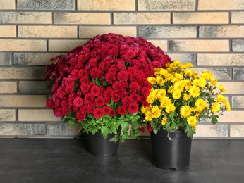 Photo of Beautiful potted chrysanthemum flowers on table near brick wall