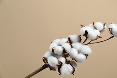 Beautiful cotton branch with fluffy flowers on beige background, space for text