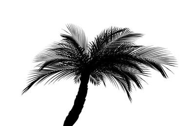 Image of Silhouette of beautiful palm tree on white background