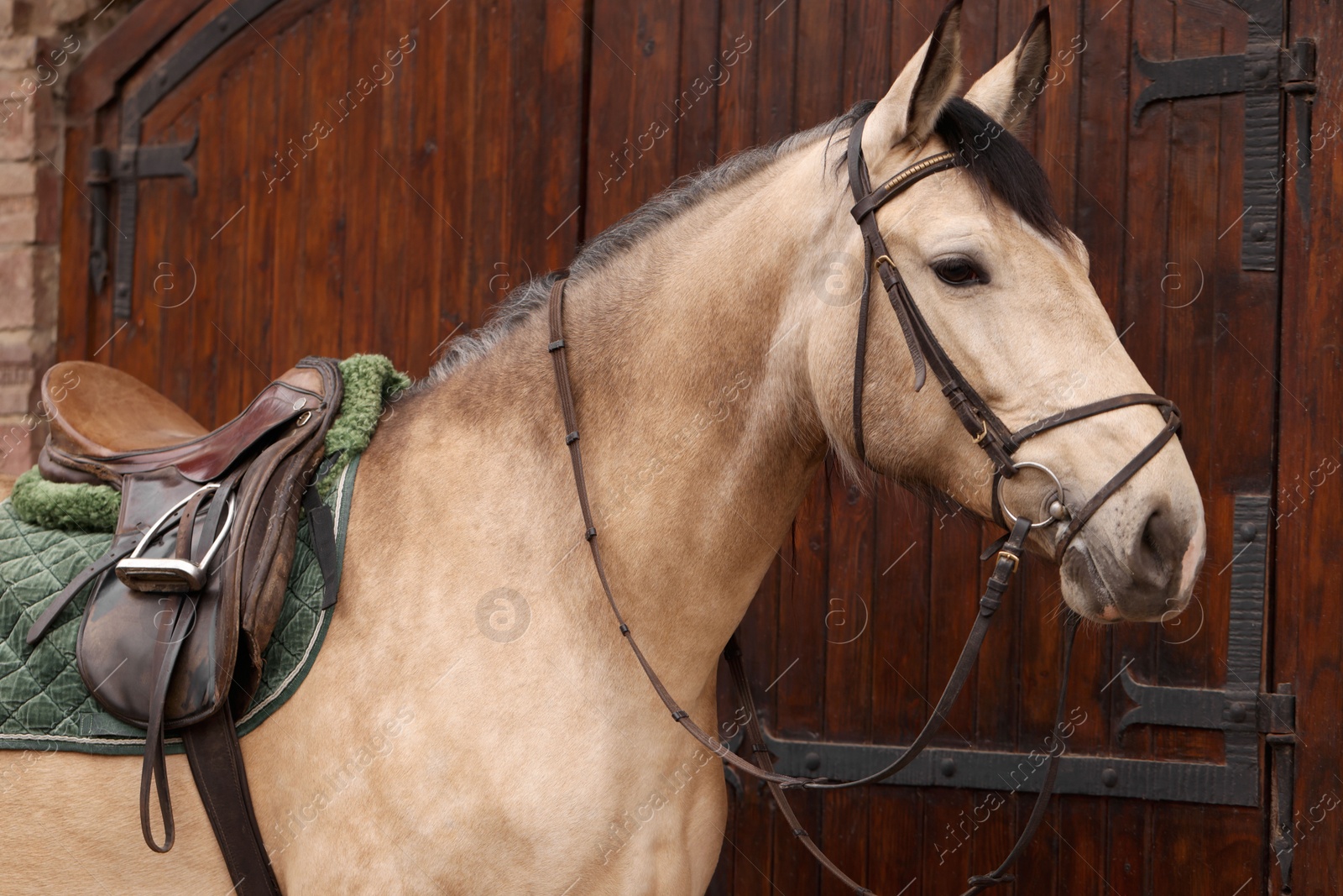 Photo of Adorable horse near barn outdoors. Lovely domesticated pet