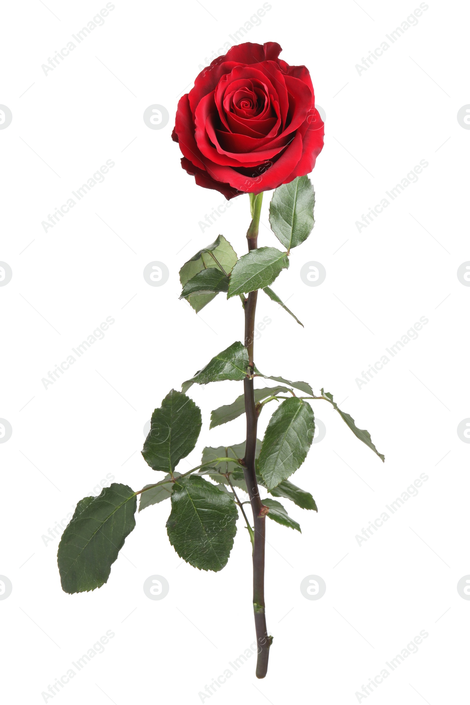 Photo of Beautiful fresh red rose isolated on white