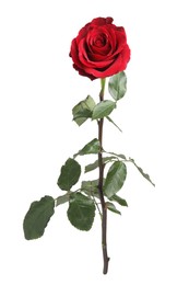 Photo of Beautiful fresh red rose isolated on white