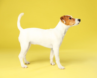 Photo of Cute Jack Russel Terrier on yellow background. Lovely dog