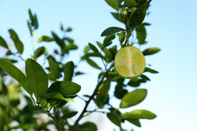 Photo of Ripe lime growing on tree in garden, closeup. Space for text