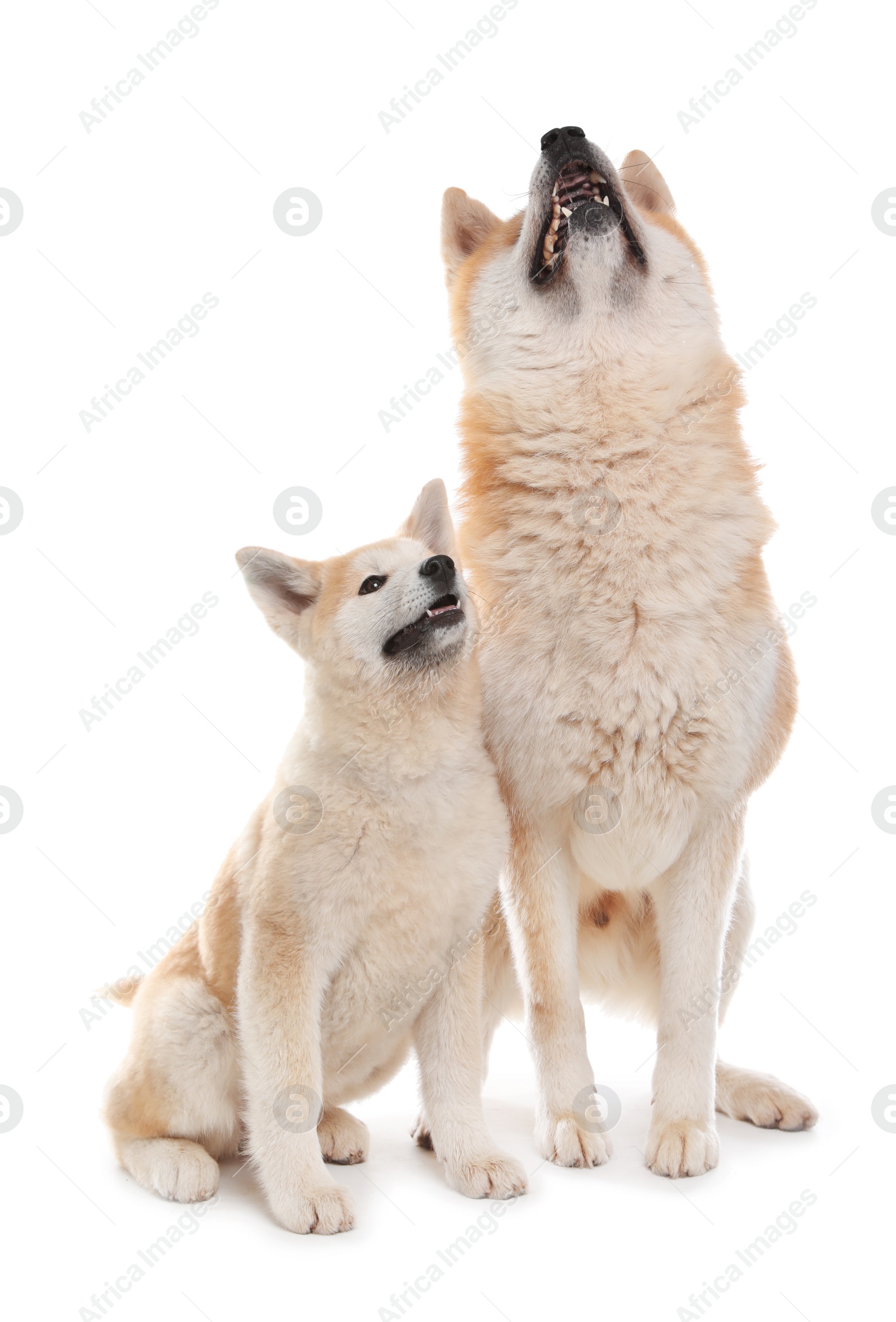 Photo of Adorable Akita Inu dog and puppy isolated on white