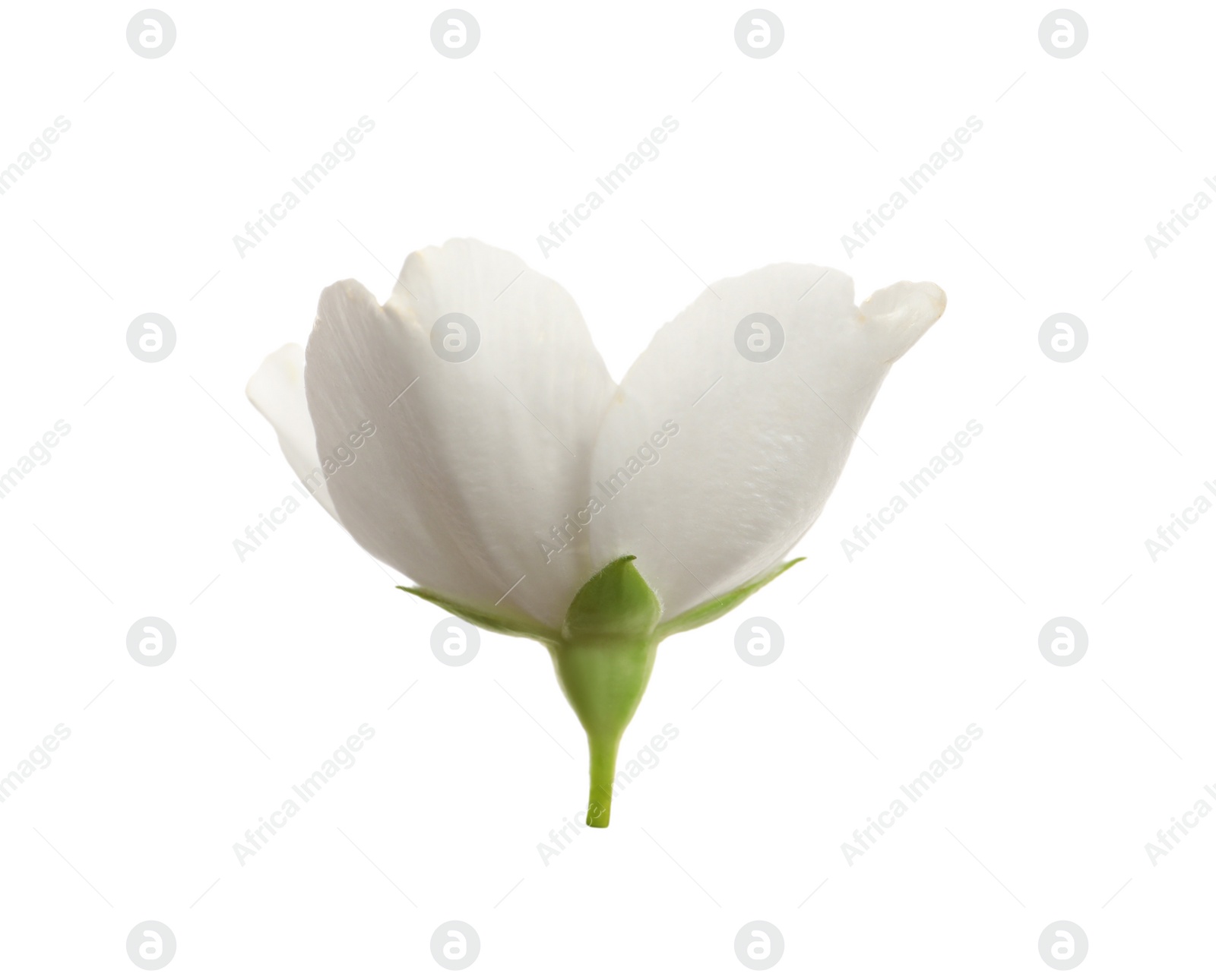 Photo of Beautiful flower of jasmine plant isolated on white