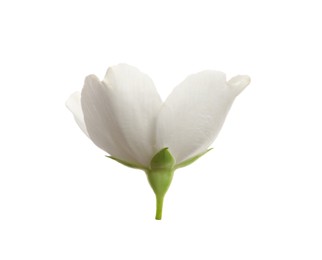 Beautiful flower of jasmine plant isolated on white