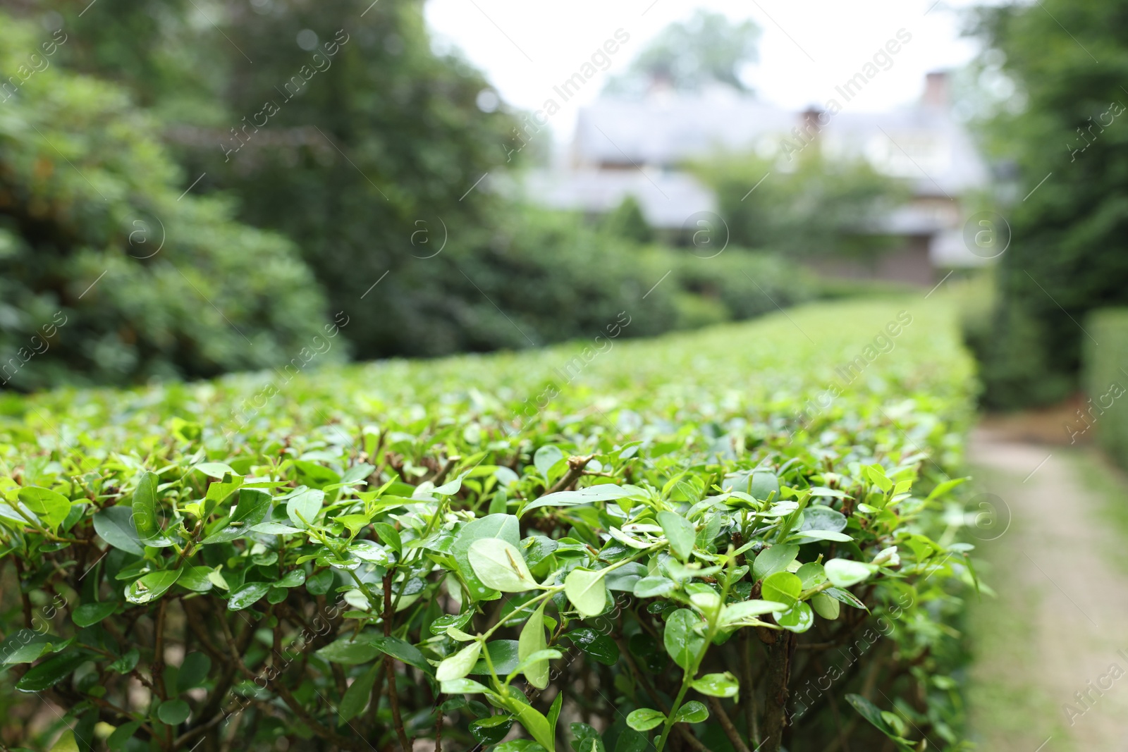 Photo of Beautiful green boxwood hedge outdoors, closeup. Landscape design