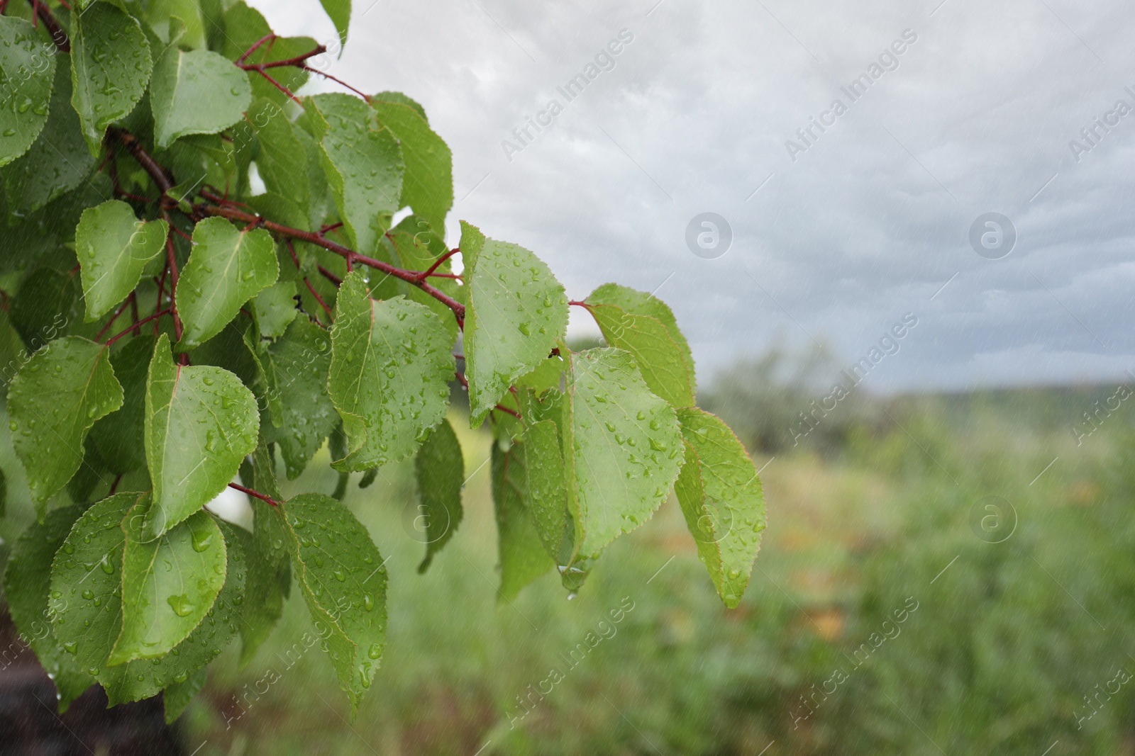 Photo of Branch of tree with water drops outdoors, closeup. Rainy weather