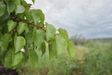 Branch of tree with water drops outdoors, closeup. Rainy weather