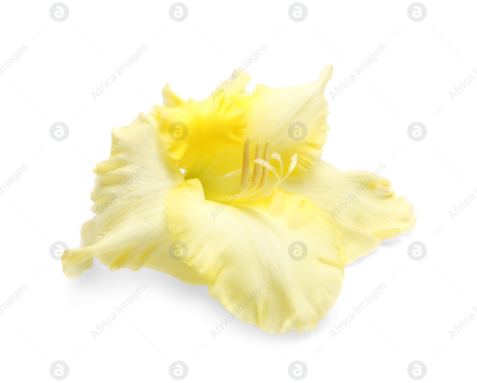 Photo of Beautiful gladiolus flower on white background