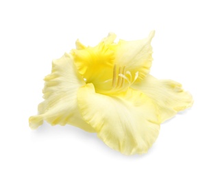 Beautiful gladiolus flower on white background