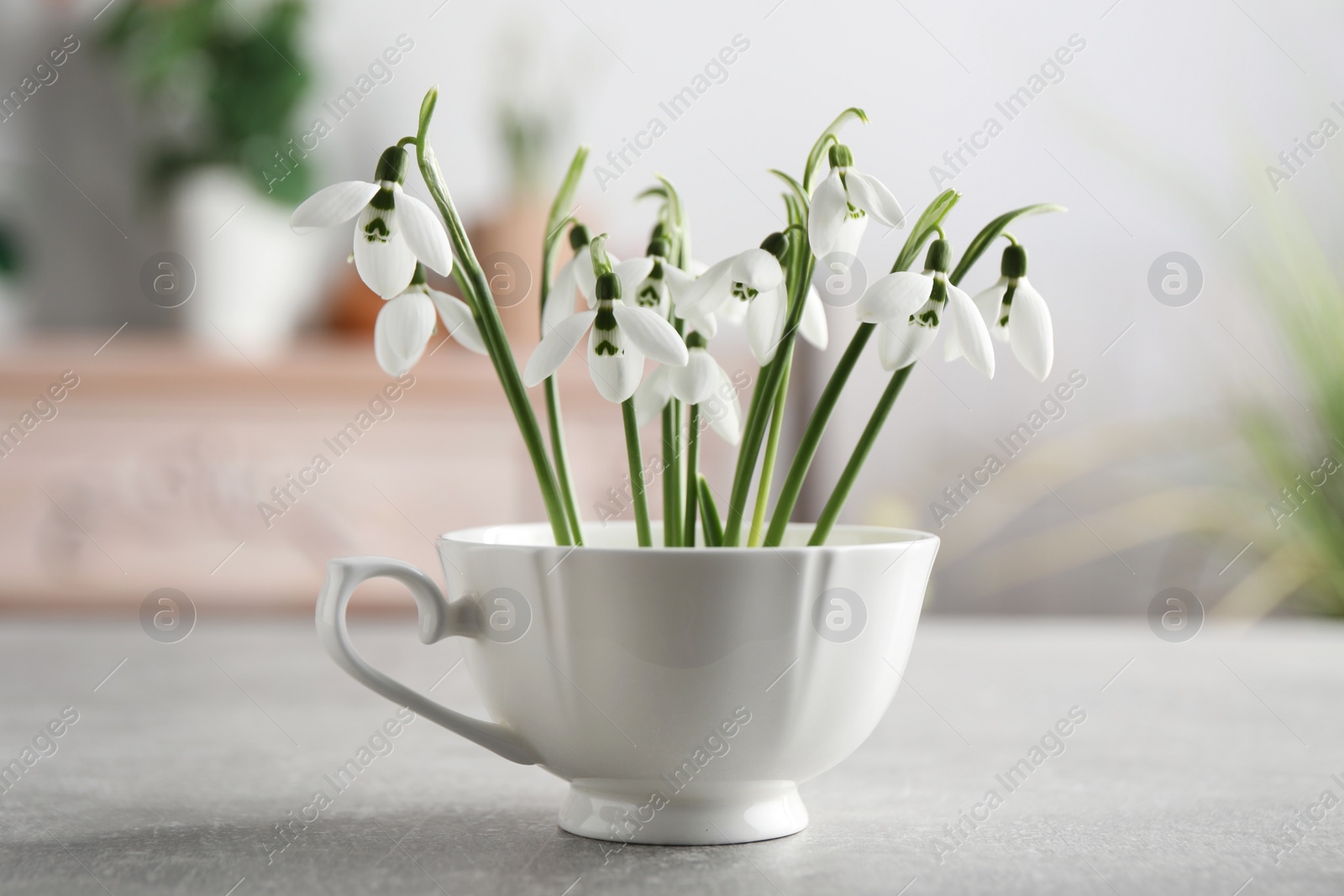 Photo of Beautiful snowdrop flowers in cup on light grey table