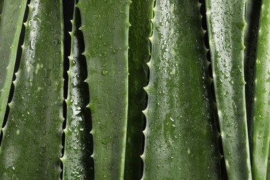 Photo of Green aloe vera leaves with water drops as background, top view