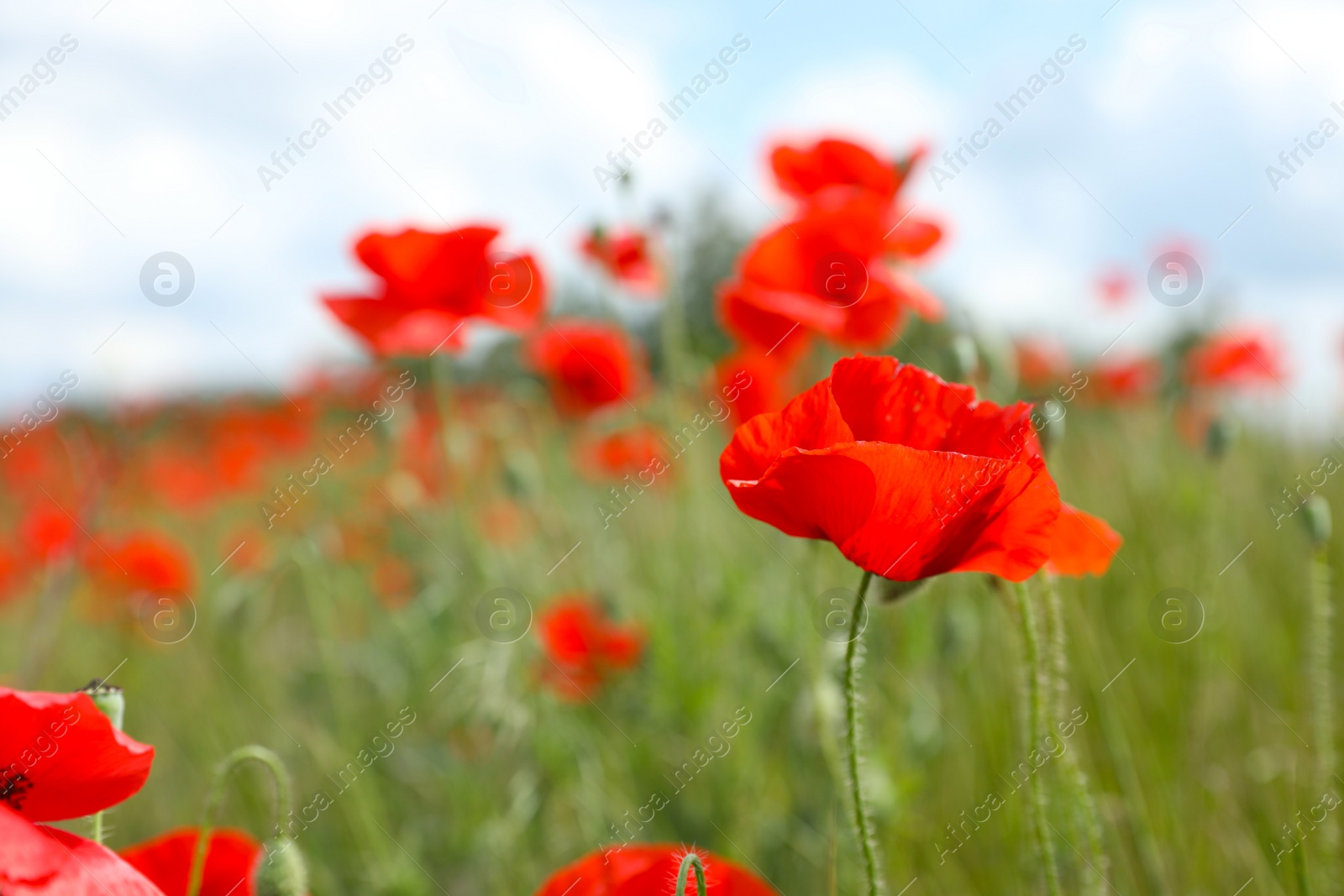 Photo of Beautiful red poppy flowers growing in field, closeup. Space for text