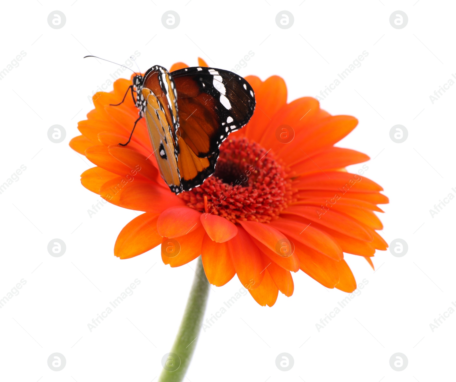 Photo of Flower with beautiful painted lady butterfly isolated on white