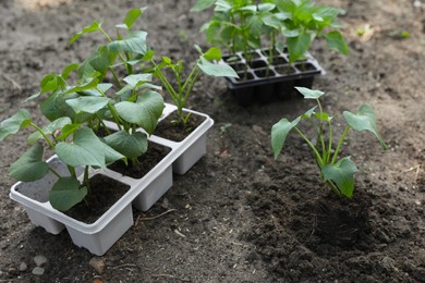 Young green seedlings growing in soil and containers outdoors