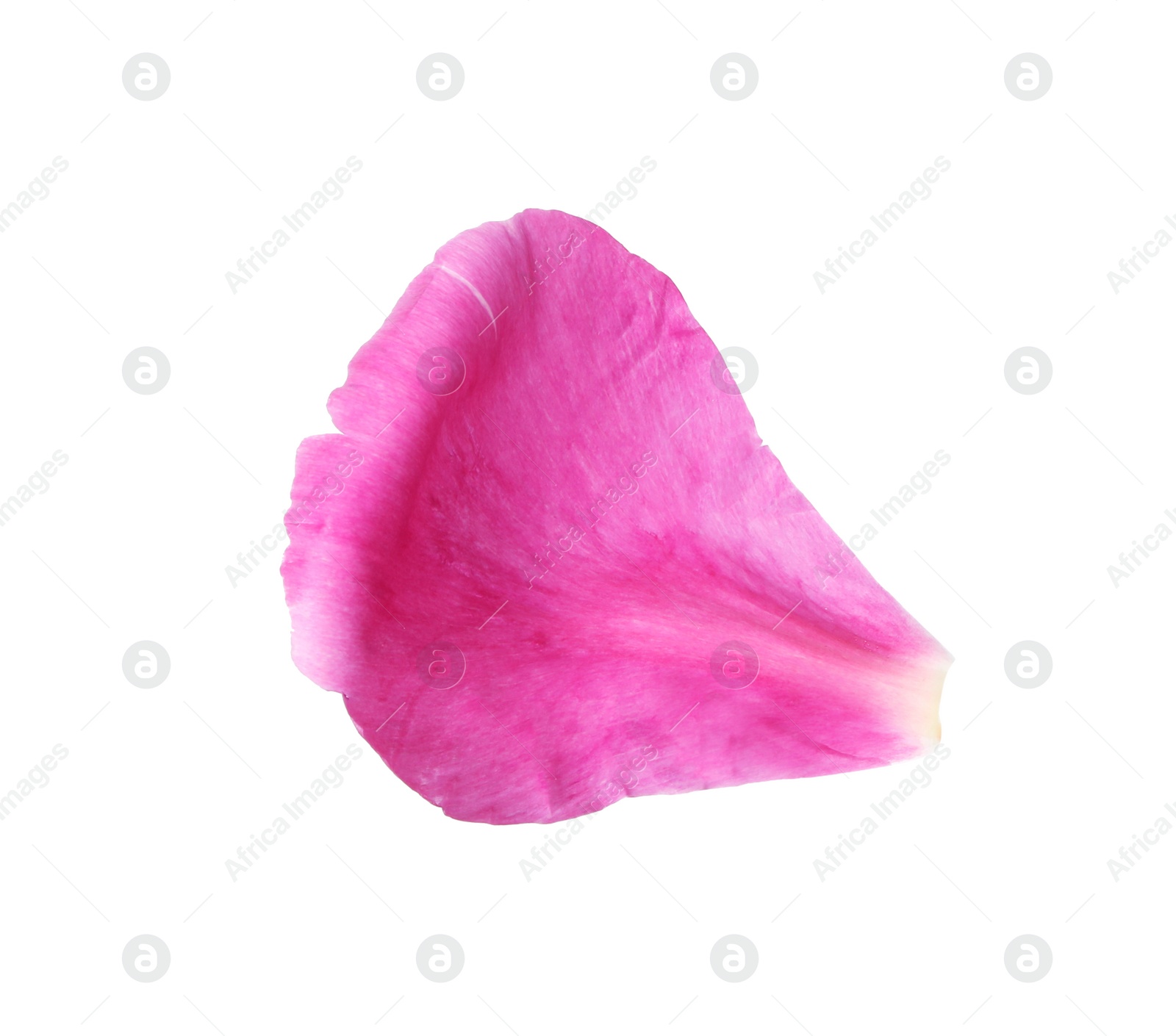 Photo of Petal of pink peony flower isolated on white