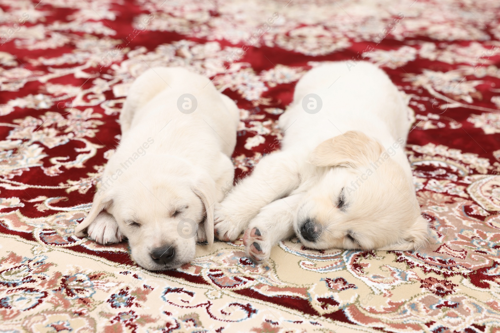 Photo of Cute little puppies sleeping on vintage carpet