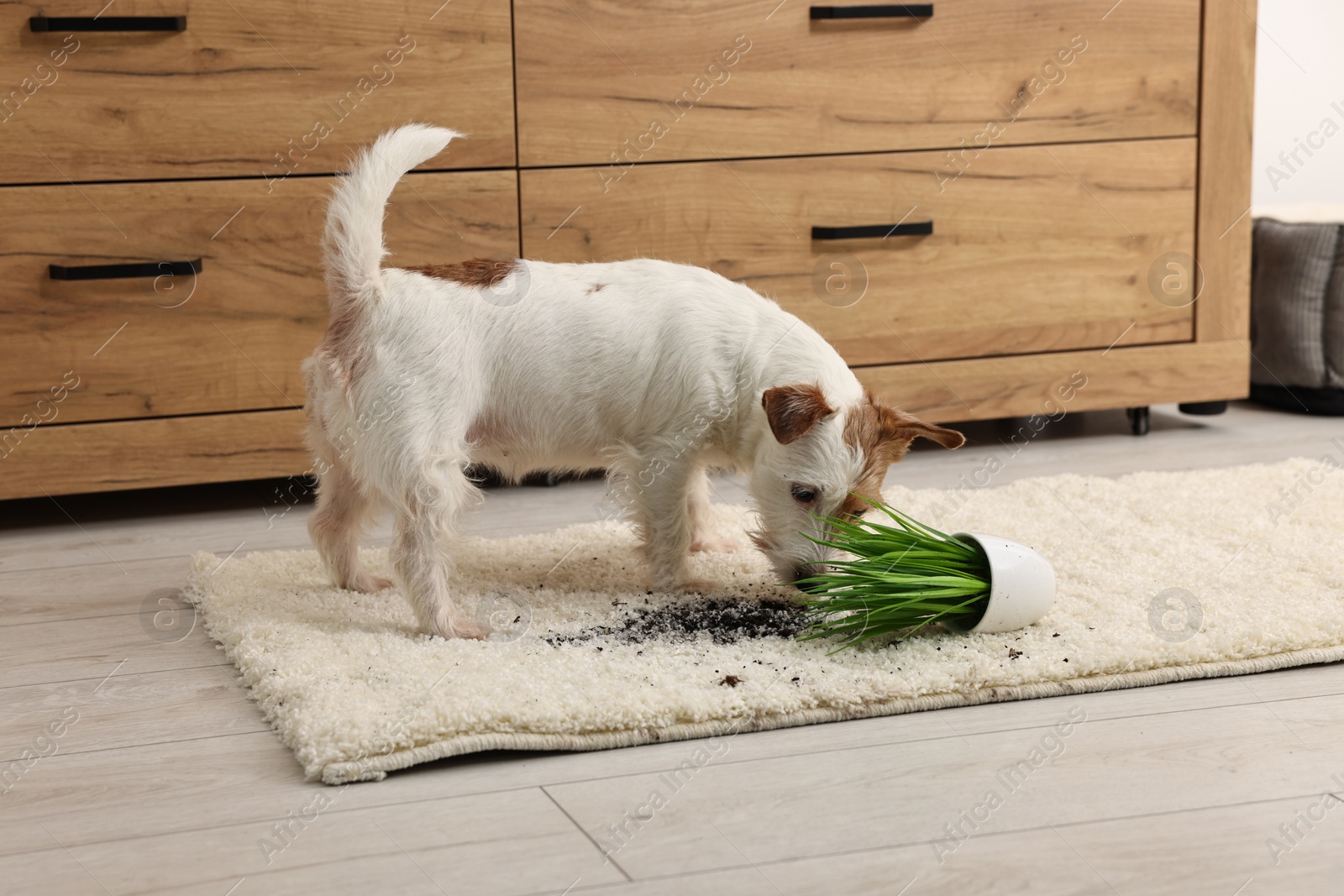 Photo of Cute dog near overturned houseplant on rug indoors