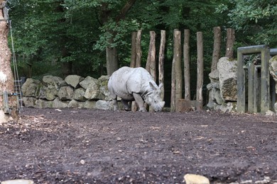 Adorable big rhinoceros walking in zoological garden