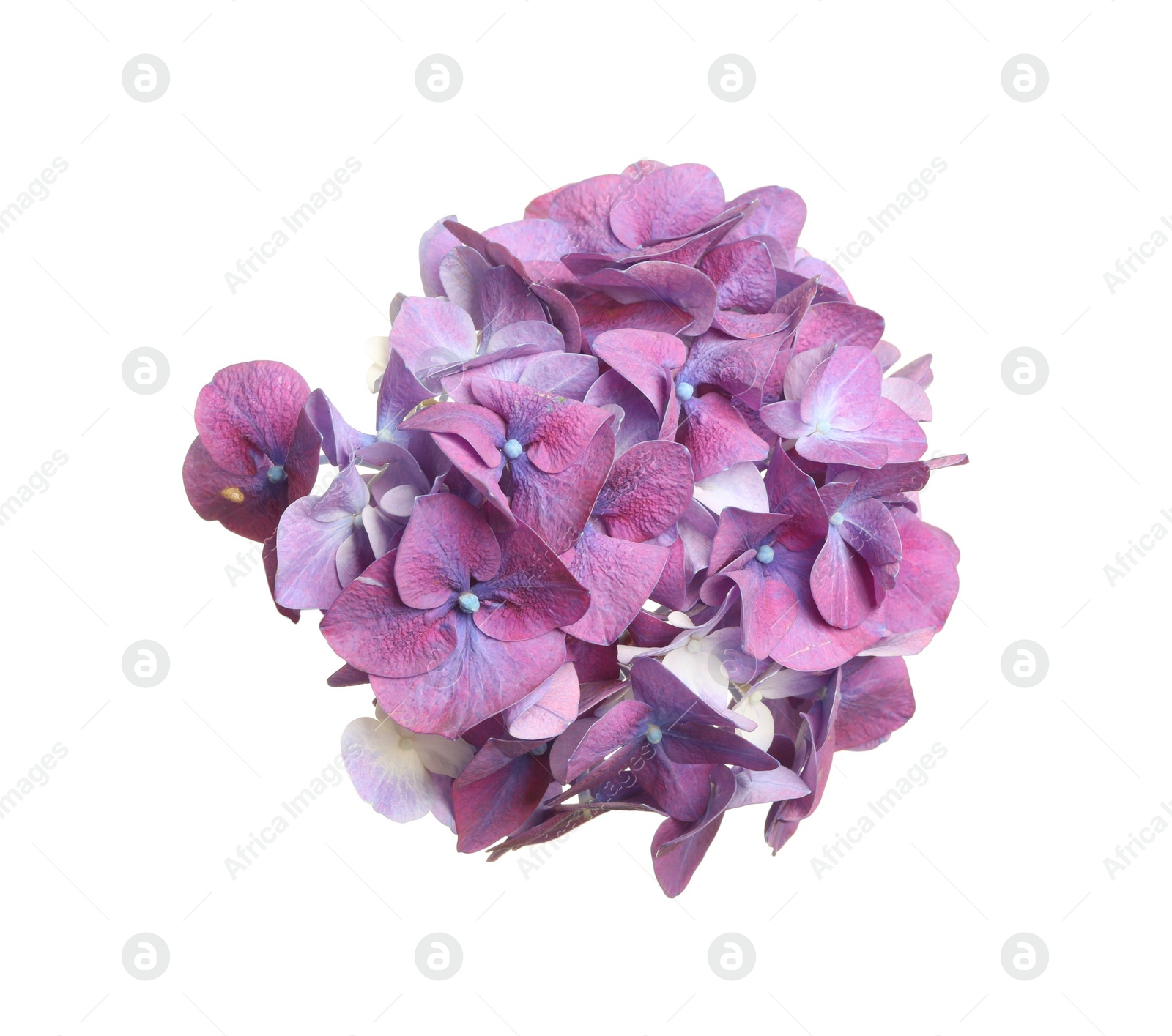 Photo of Beautiful violet hortensia flower isolated on white