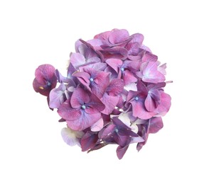 Beautiful violet hortensia flower isolated on white