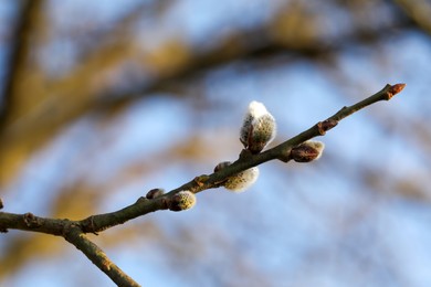 Photo of Beautiful pussy willow branch with catkins outdoors, closeup