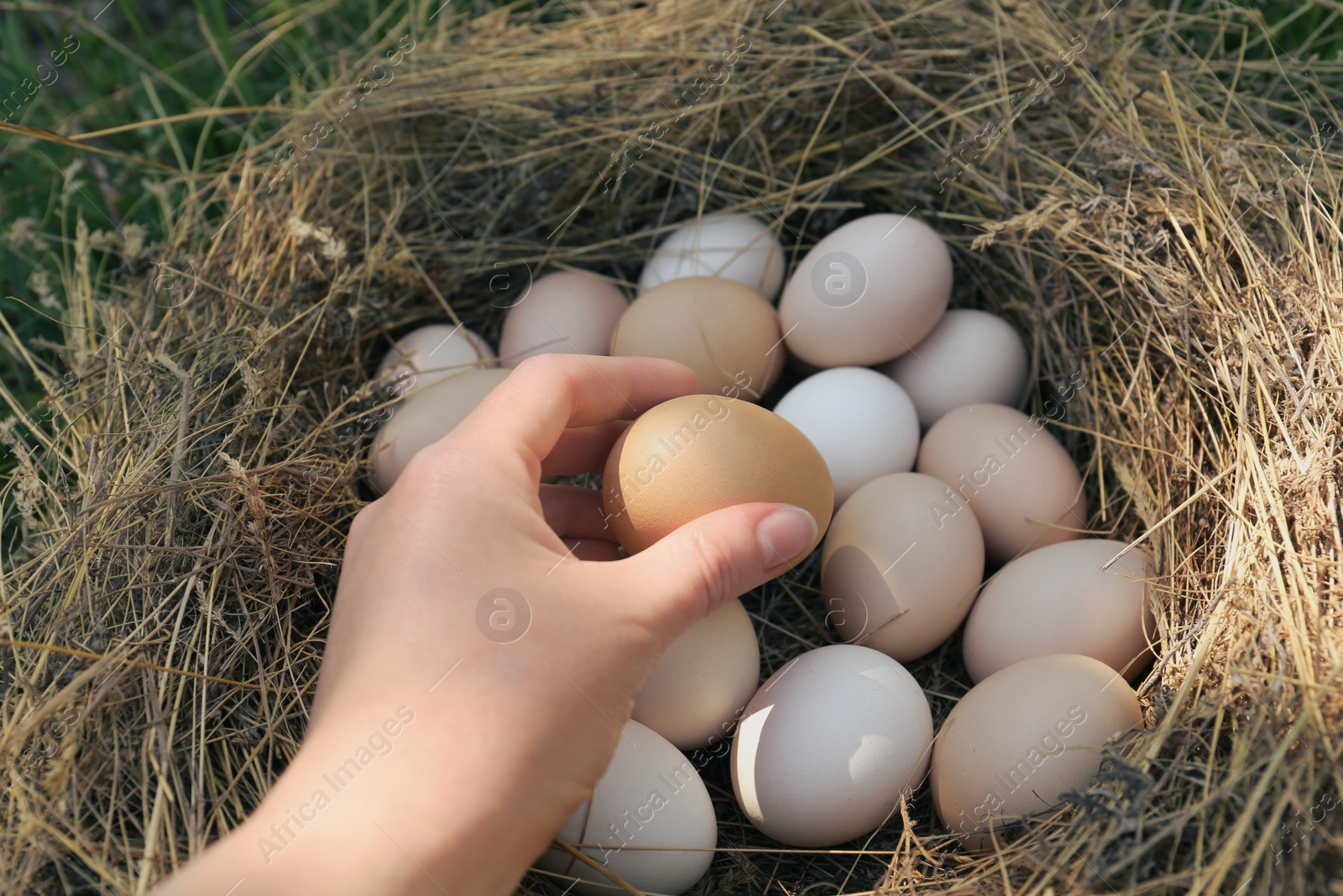 Photo of Woman taking fresh raw egg from nest, closeup