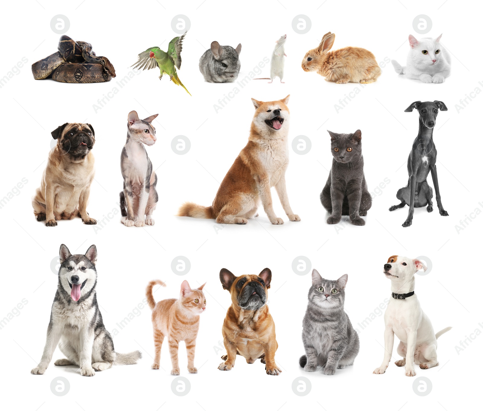 Image of Set of different pets on white background