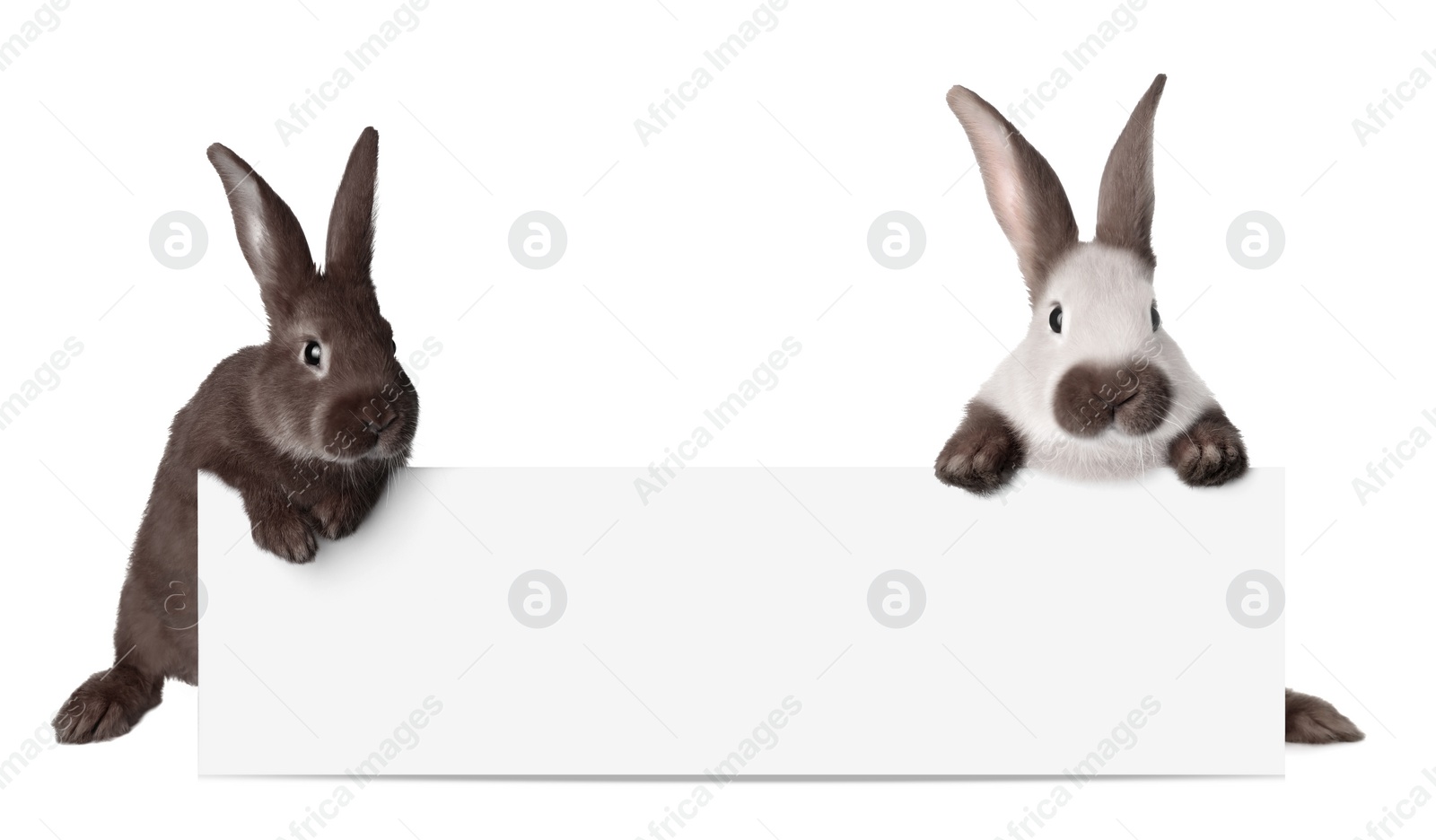 Image of Cute funny bunnies peeking out of blank banner, space for text. Easter symbol