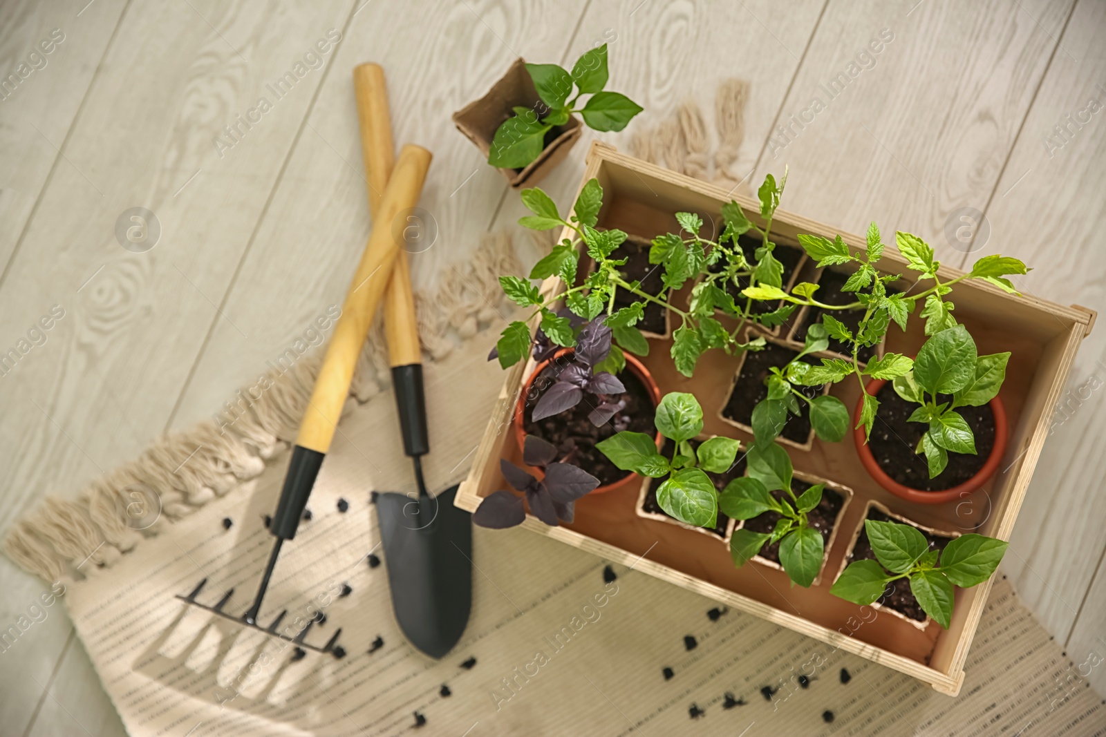 Photo of Gardening tools and wooden crate with young seedlings on floor, flat lay