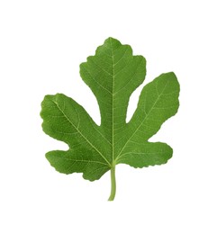 Photo of One green leaf of fig tree isolated on white