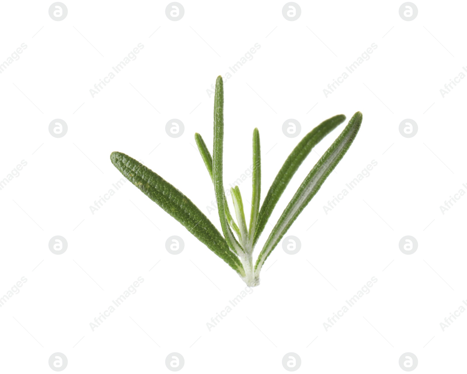 Photo of Fresh green rosemary leaves on white background