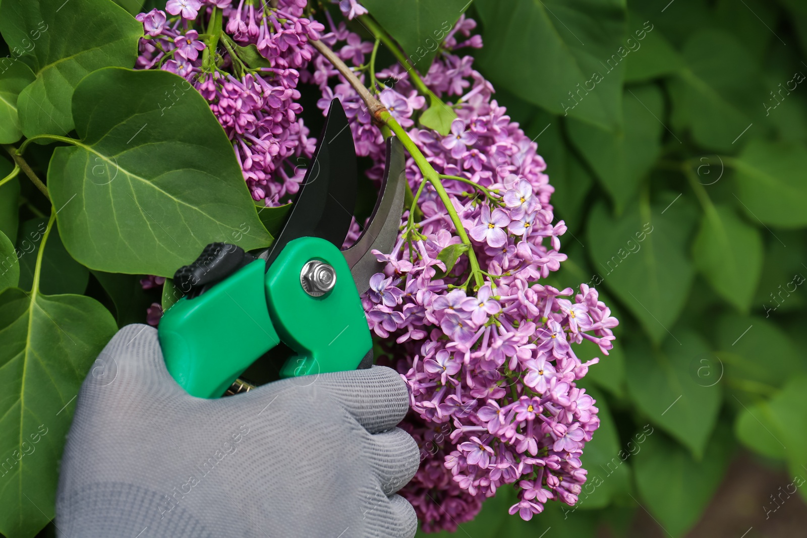 Photo of Gardener pruning lilac branch with secateurs outdoors, closeup